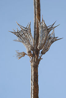 Stachys libanotica Hermon, Yifat Ridge, 1600 m Geotagged,Stachys libanotica,Summer