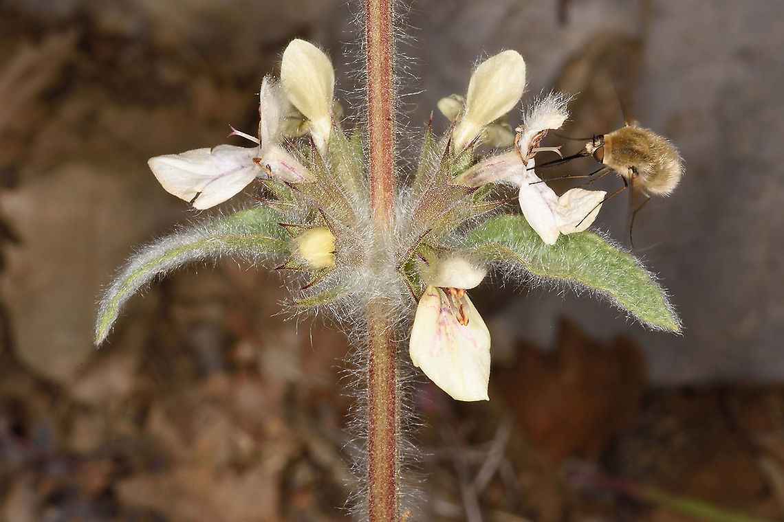 Stachys libanotica Mt Hermon 1500m Geotagged,Spring,Stachys libanotica