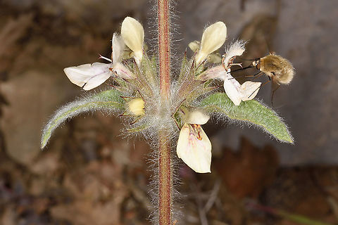 Stachys libanotica