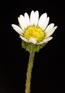 Bellis annua  Bellis annua