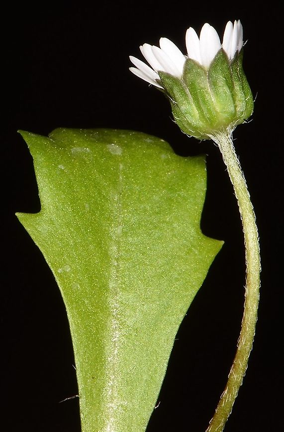 Bellis annua  Bellis annua