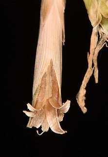 Dianthus pendulus open capsule  Dianthus pendulus