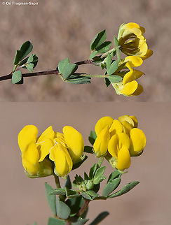 Lotus cytisoides  Lotus cytisoides