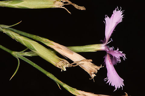 Dianthus pendulus