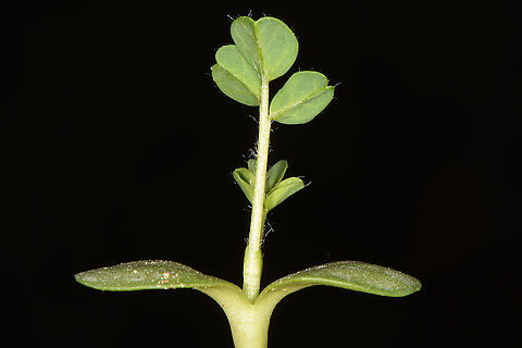 Astragalus oocephalus seedling  Astragalus oocephalus