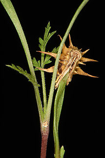 Lisaea strigosa seedling  Lisaea strigosa