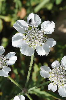 Lisaea strigosa E Samaria, Kida Geotagged,Lisaea strigosa,Spring