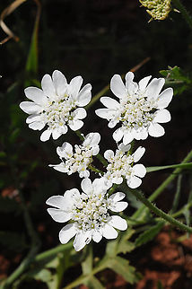 Lisaea strigosa E Samaria, Kida Geotagged,Lisaea strigosa,Spring