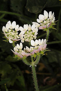 Lisaea strigosa E Samaria, Kida Geotagged,Lisaea strigosa,Spring