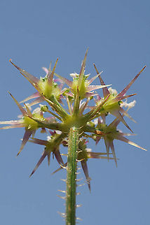Lisaea strigosa E Samaria, Kida Geotagged,Lisaea strigosa,Spring