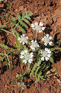Lisaea strigosa E Samaria, Kida Geotagged,Lisaea strigosa,Spring