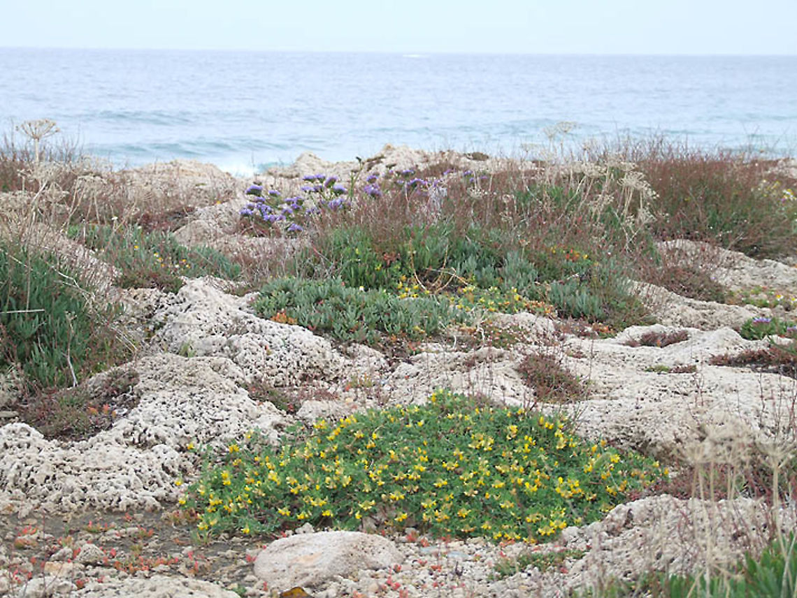 Lotus cytisoides N Israel S of Rosh Hanikra Geotagged,Israel,Lotus cytisoides,Spring