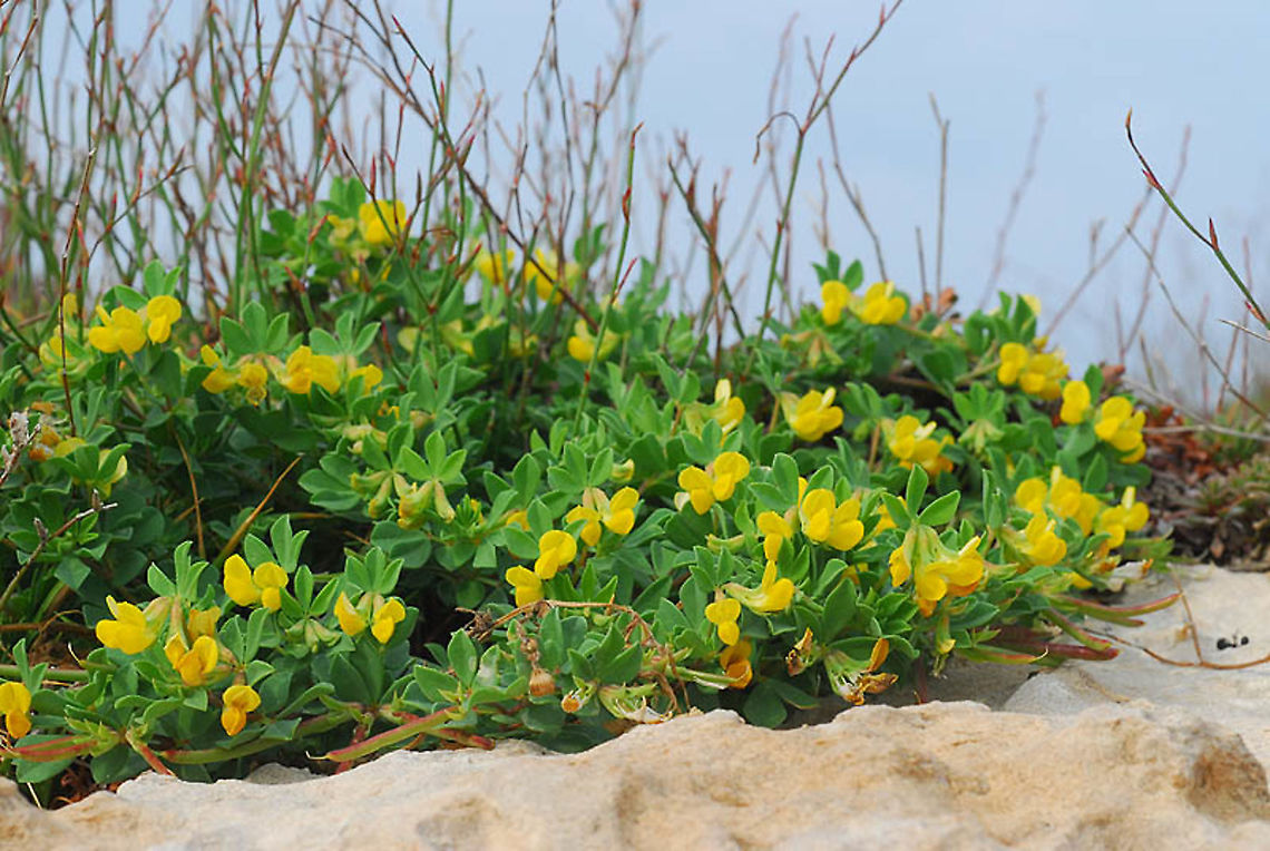 Lotus cytisoides N Israel, Achziv Coast Geotagged,Israel,Lotus cytisoides,Spring