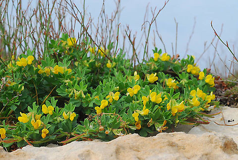 Lotus cytisoides N Israel, Achziv Coast Geotagged,Israel,Lotus cytisoides,Spring