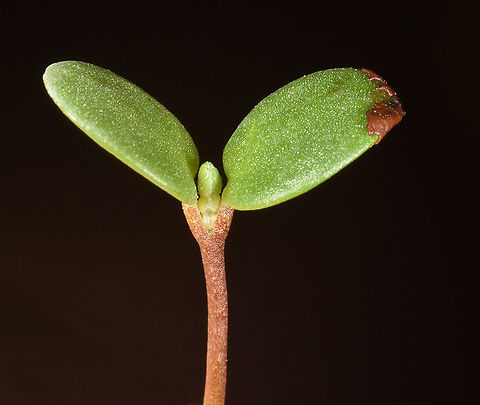 Lotus cytisoides seedling, look at the seed coat on the right cotyledon Jerusalem Botanical Gardens Lotus cytisoides