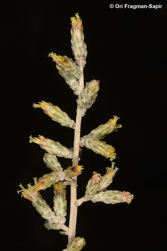 Artemisia sieberi Judean Desert, Cfar Adumim Artemisia sieberi,Chiliadenus iphionoides,Fall,Geotagged