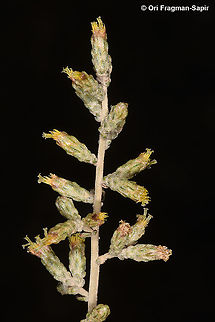 Artemisia sieberi