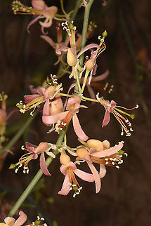 Capparis decidua  Capparis decidua,Kairor karir or kareer
