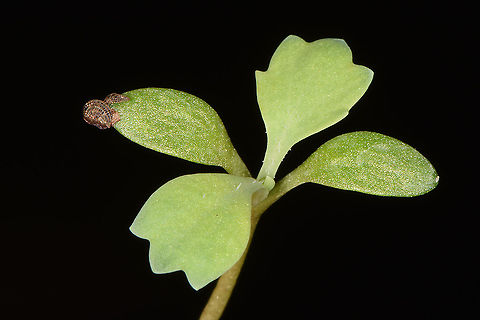 Glaucium flavum seedling  Glaucium flavum,Yellow hornpoppy