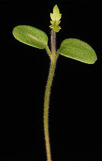 Teucrium spinosum  Teucrium spinosum
