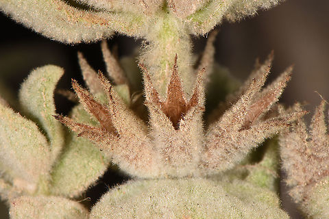 Stachys paneiana  Stachys paneiana