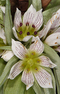 Androcymbium palaestinum  Androcymbium palaestinum