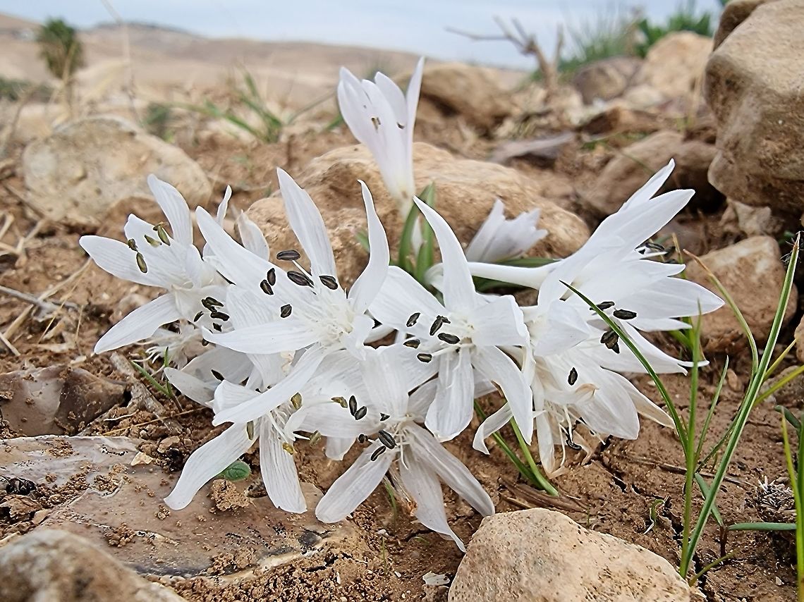 Colchicum tuviae  Colchicum tuviae,Geotagged,Winter