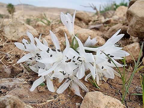 Colchicum tuviae  Colchicum tuviae,Geotagged,Winter