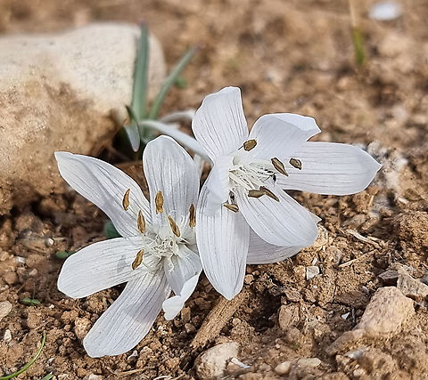 Colchicum tuviae  Colchicum tuviae,Geotagged,Winter