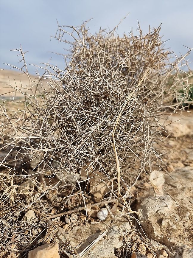 Lactuca orientalis  Geotagged,Lactuca orientalis,Winter