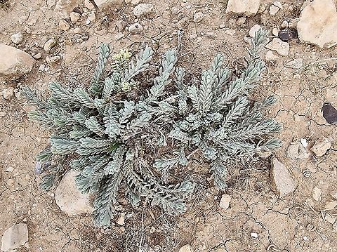 Teucrium capitatum  Geotagged,Teucrium capitatum,Winter