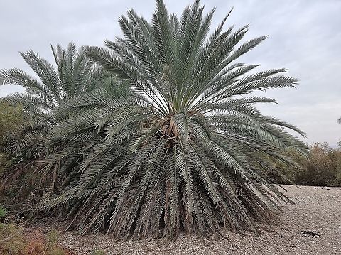 Phoenix dactylifera  Date palm,Geotagged,Phoenix dactylifera,Winter