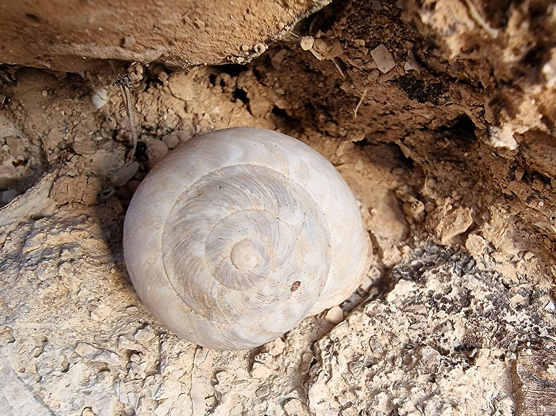 Levantina caesareana  Geotagged,Levantina caesareana,Winter