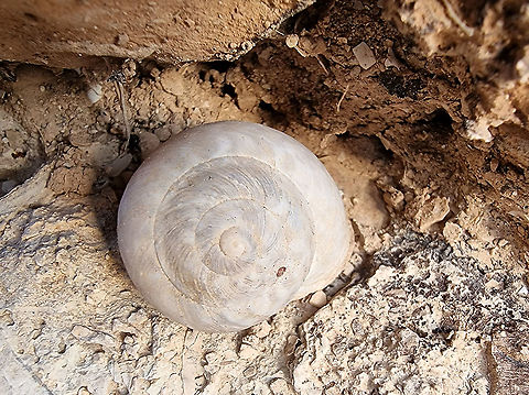 Levantina caesareana  Geotagged,Levantina caesareana,Winter