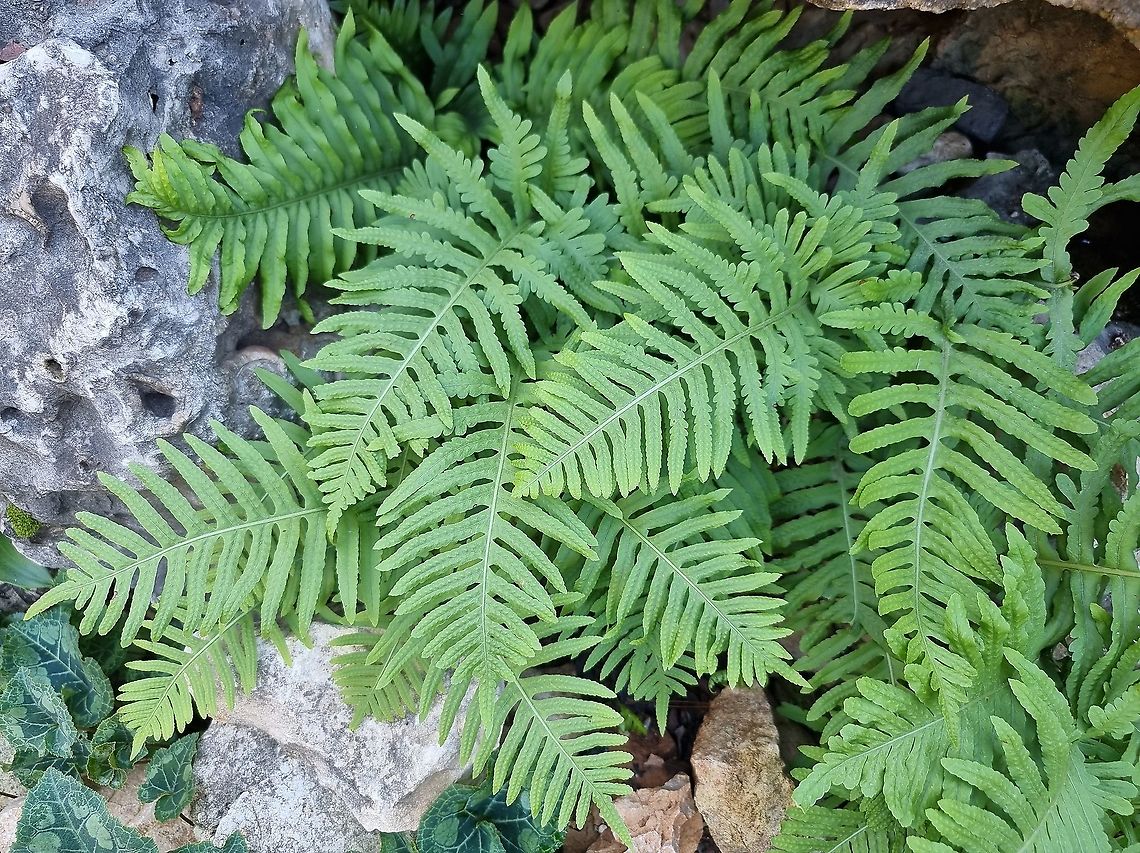 Polypodium cambricum  Geotagged,Israel,Polypodium  cambricum,Polypodium cambricum,Winter