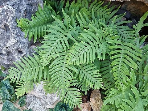 Polypodium cambricum  Geotagged,Israel,Polypodium  cambricum,Polypodium cambricum,Winter