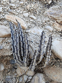 Caralluma sinaica  Caralluma sinaica,Geotagged,Winter