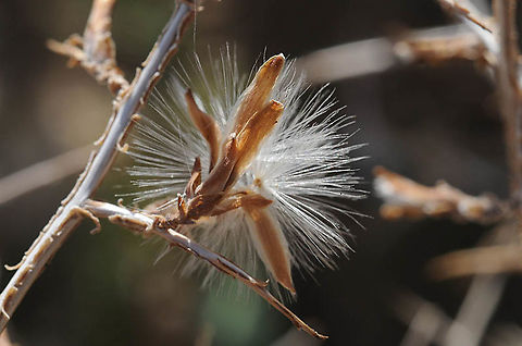 Lactuca orientalis Mishor Adumim Geotagged,Lactuca orientalis,Winter