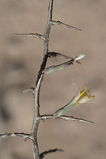 Lactuca orientalis S Israel, Negev Highlands, N Nizzana Fall,Geotagged,Israel,Lactuca orientalis