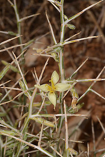 Lactuca orientalis Mt Hermon, 2100m Geotagged,Lactuca orientalis,Summer