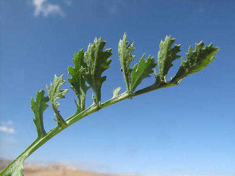 Lactuca orientalis Mishor Adumim Geotagged,Lactuca orientalis,Winter
