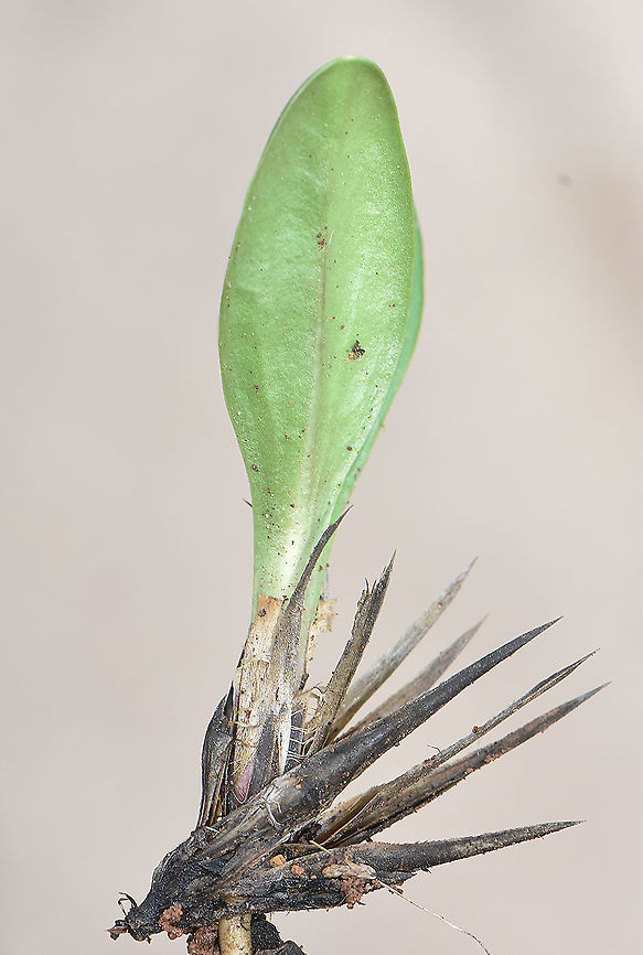 Echinops spinosissimus seedling  Echinops spinosissimus