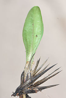 Echinops spinosissimus seedling  Echinops spinosissimus