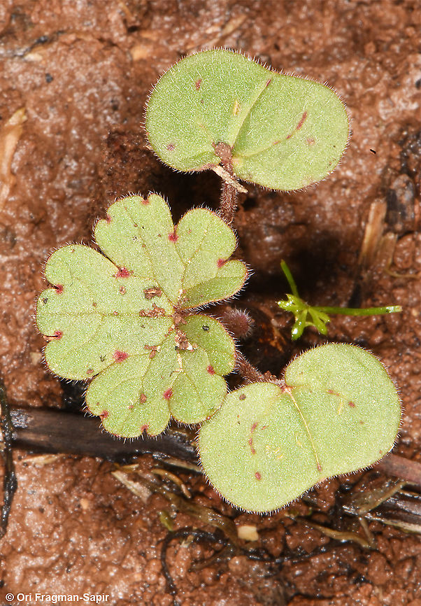 Geranium molle  Dove's-foot Crane's-Bill,Geranium molle