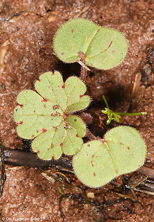 Geranium molle  Dove's-foot Crane's-Bill,Geranium molle