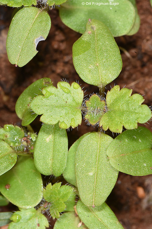 Veronica cymbalaria seedlings  Pale Speedwell,Veronica cymbalaria