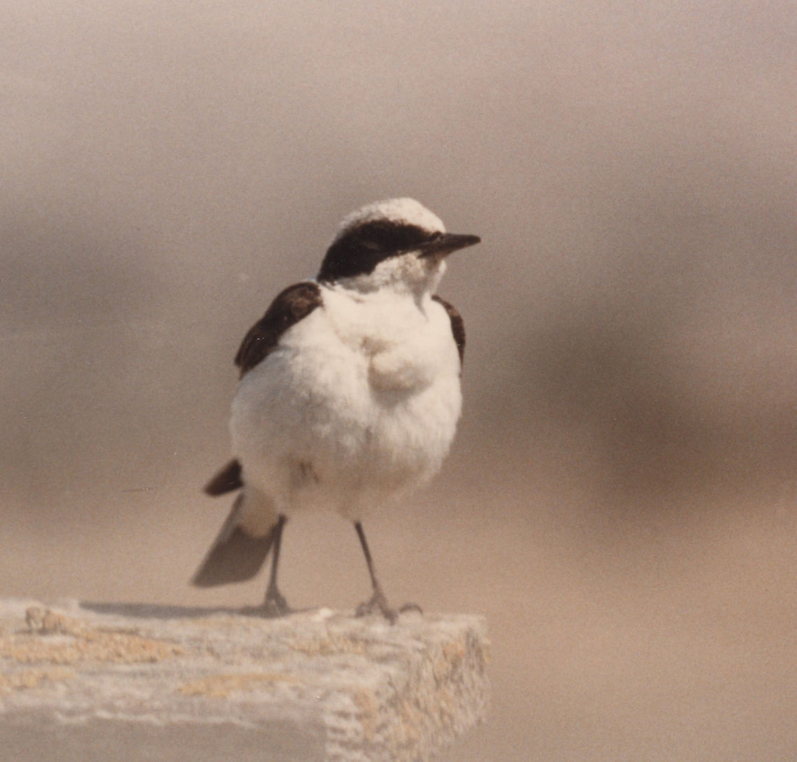 Oenanthe hispanica Samaria_Mt Baal Hatoer, 15/5/1986 Black-eared wheatear,Geotagged,Oenanthe hispanica,Spring