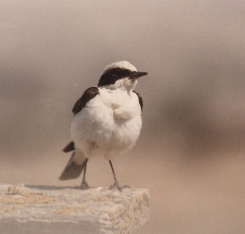 Oenanthe hispanica Samaria_Mt Baal Hatoer, 15/5/1986 Black-eared wheatear,Geotagged,Oenanthe hispanica,Spring