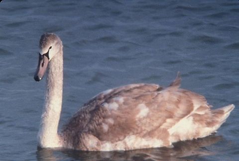 A young Cygnus olor in a cold winter, escaping Europe Israel: Maagan Michael Cygnus olor,Fall,Geotagged,Israel,Mute swan