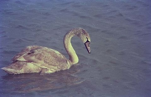 A young Cygnus olor escaping Europe in a very cold winter  Cygnus olor,Fall,Geotagged,Israel,Mute swan